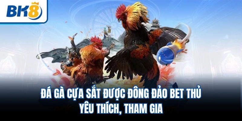 Đá gà cựa sắt được đông đảo bet thủ yêu thích, tham gia