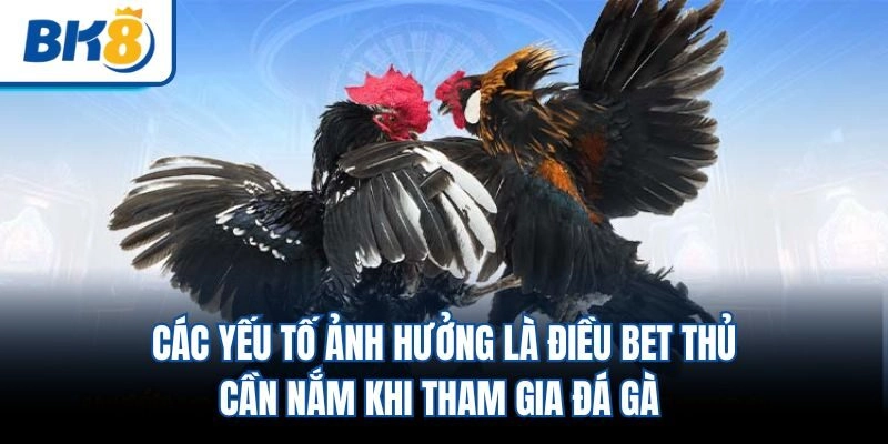 Các yếu tố ảnh hưởng là điều bet thủ cần nắm khi tham gia đá gà 